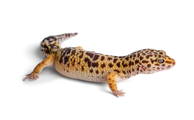 Leopard gecko (eublepharis macularius)