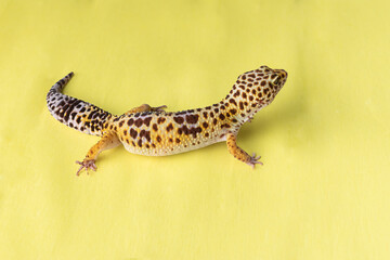 Leopard gecko (eublepharis macularius)
