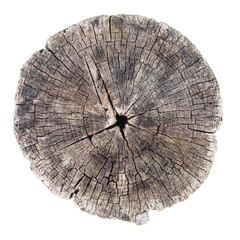 Close-up of old tree trunk isolated on white. Wood structure. Concentric rings.
