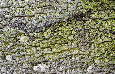 texture of a tree bark