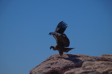 Condor andino.Ave que habita la Cordillera de Los Andes. Ave protegida por peligro de extinción.Vultur gryphus Cóndor aprendiendo a volar