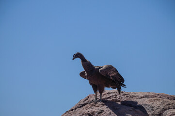 Condor andino.Ave que habita la Cordillera de Los Andes. Ave protegida por peligro de...