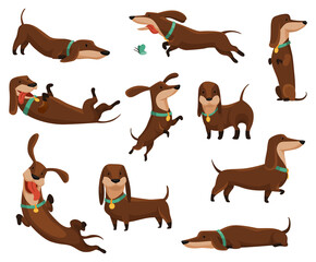 Group of dogs dachshund. Cute funny characters portrait in different poses. Short-legged pets with long body. Adorable cartoon vector illustration