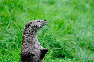 Close up of a Otter  (Lutra lutra)