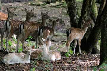 Fallow deer standing and laying in the woods