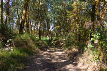 Sand road between tall trees. Poplars.