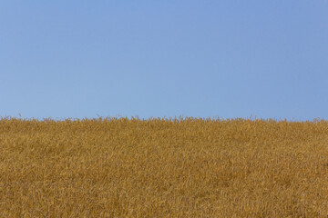 Yellow cereal field with blue sky. Crop field. Agriculture.