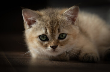 Portrait of a kitten of the British breed of red color and green eyes
