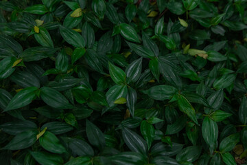 fondo de hojas verdes