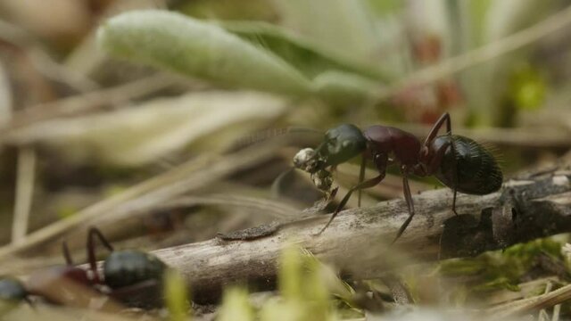 Ants carry the bug on the branch in forest, macro