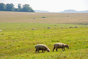 イギリスソールズベリーの草原で草を食べる羊たち