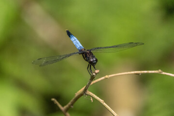 blue dragonfly on a branch