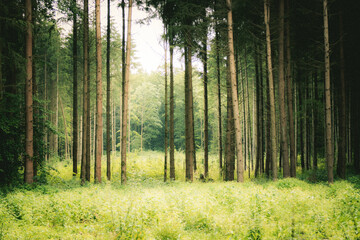 Obraz premium Wiederaufforstung und Wiederbegrünung im Mischwald