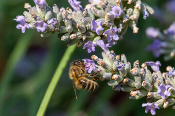 bee on lavender