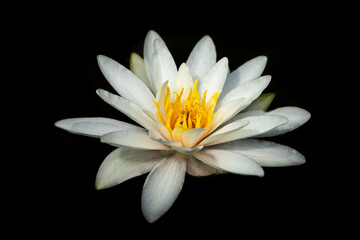 Seerose Wasserlilie vor schwarzen Hintergrund © Michael