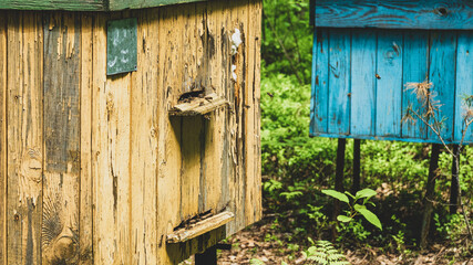 bee apiary in the forest. Bee hives in an ecologically clean place
