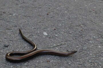 One slow worm on a asphalt street. Non poisonous snake. Reptile animal on the ground. Stockholm, Sweden, Scandinavia, Europe.