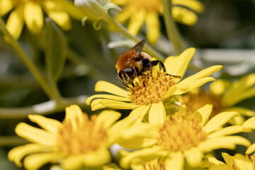 bee covered in pollen on a yellow flower