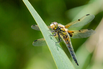 Libelle Nahaufnahme Makro