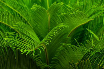 Palm tree leaves as a natural background