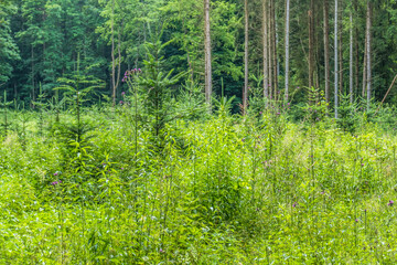 Wiederaufforstung und Wiederbegrünung im Mischwald