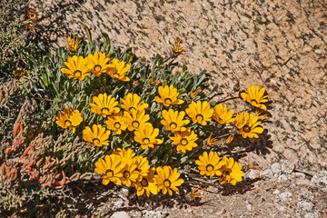 Hondeklipbay Gazania, Gazania splendidissima 11393