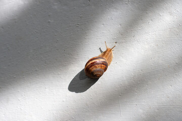 A large brown grape snail slowly but stubbornly crawls up the grey wall, illuminated by the setting...