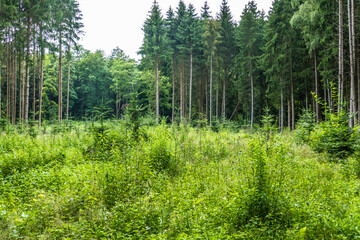 Wiederaufforstung und Wiederbegrünung im Mischwald
