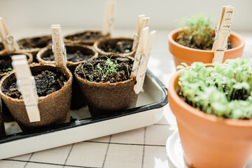 Planted herbs in peat pots. Home gardening