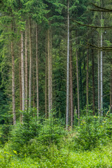 Obraz premium Wiederaufforstung und Wiederbegrünung im Mischwald