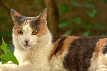 Calico tri-color coat cat with green eyes. Kitty is sitting in a garden during the day with bokeh background of leaves.