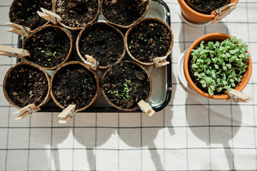 Planted herbs in peat pots. Home gardening