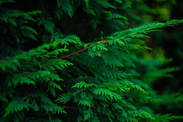 Close up of thuja leaves