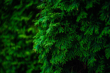 Close up of thuja leaves