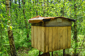 bee apiary in the forest. Bee hives in an ecologically clean place. Forest hive for collecting bee...