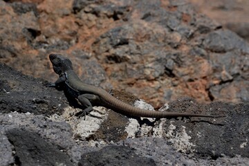 A black lizard in the south of Tenerife