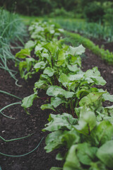 Ecologically grown fresh, new season Beet greens (Beta vulgaris) growing in home garden in brown soil, suitable for vegetarians and vegans, side view