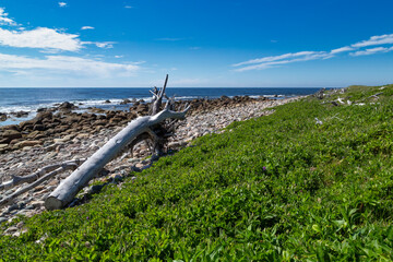 Grass covered beach next to the ocean -  Coastal Trail, Gros Morne, Newfoundland, Canada