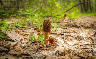 Edible morel mushroom in the spring forest