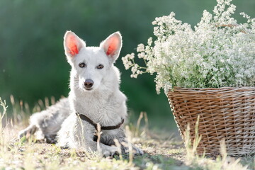 White mongrel dog lying down at nature near basket with white flowers