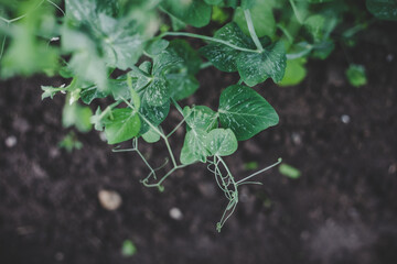 Ecologically grown green, fresh, new season peas (Pisum sativum) growing in home garden in brown soil, suitable for vegetarians and vegans. Top view