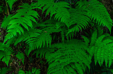 Naklejka na ściany i meble Green leaves of fern plant
