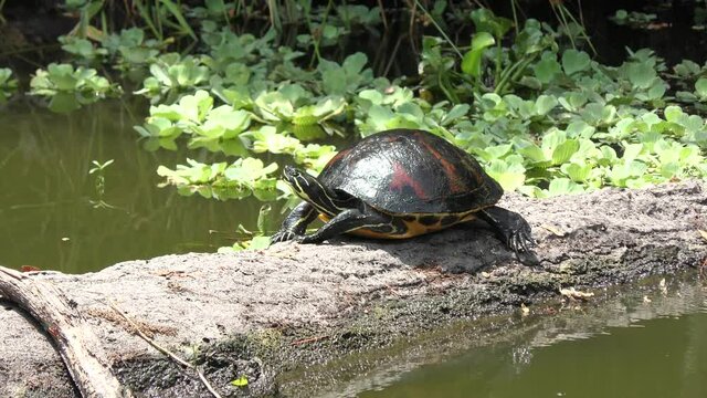 Florida Turtle basking on a log in Florida wetland.