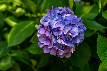 Blooming hydrangea plant