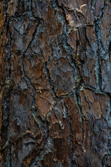 Bark  outermost layers