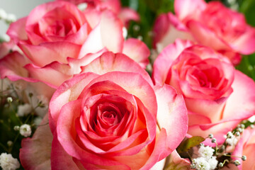 Bouquet of beautiful pink roses
