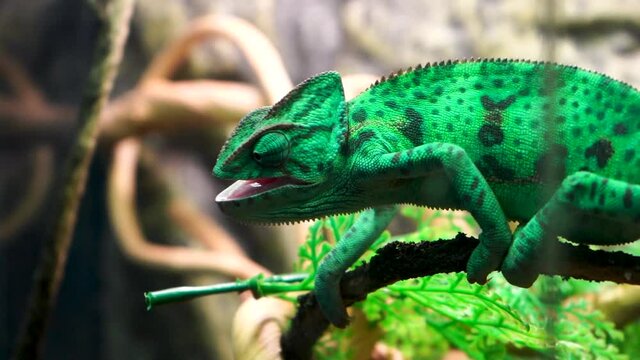 A beautiful green lizard crawls on twigs in the terrarium. The living reptile moves its eyes and moves them in different directions.