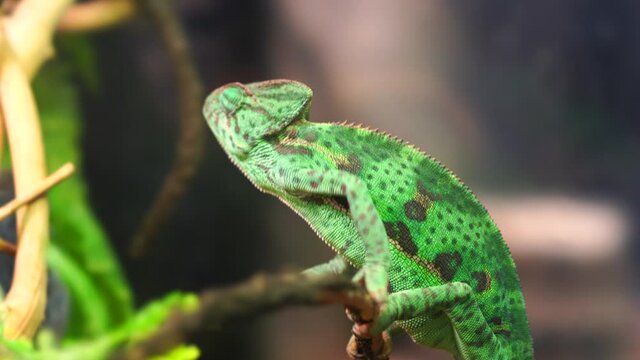 A beautiful green lizard crawls on twigs in the terrarium. The living reptile moves its eyes and moves them in different directions.