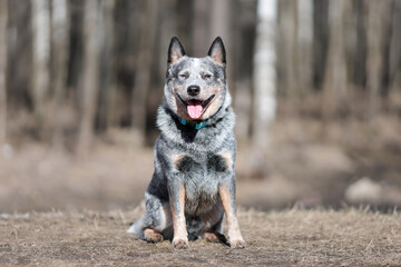 Australian cattle dog or blue heeler sitting in forest at nature