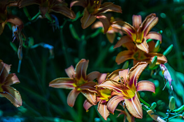 Fototapeta na wymiar Flowers of Lily plant